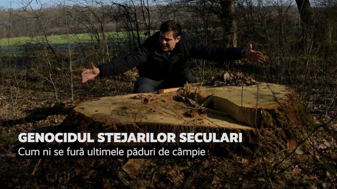 Alexnedea Recorder Genocidul Stejarilor Seculari
